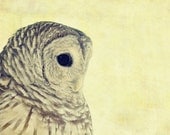 Owl Portrait Photo - "Lovely Lucy" - 5x7 Bird Nature Photography Soft Pale Yellow Brown Colors Fine Art Print
