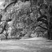 Charleston, South Carolina Photo - Large Oak Trees with Spanish Moss - 8x10 Color (or Black and White) Photo Print - Green Brown Earth