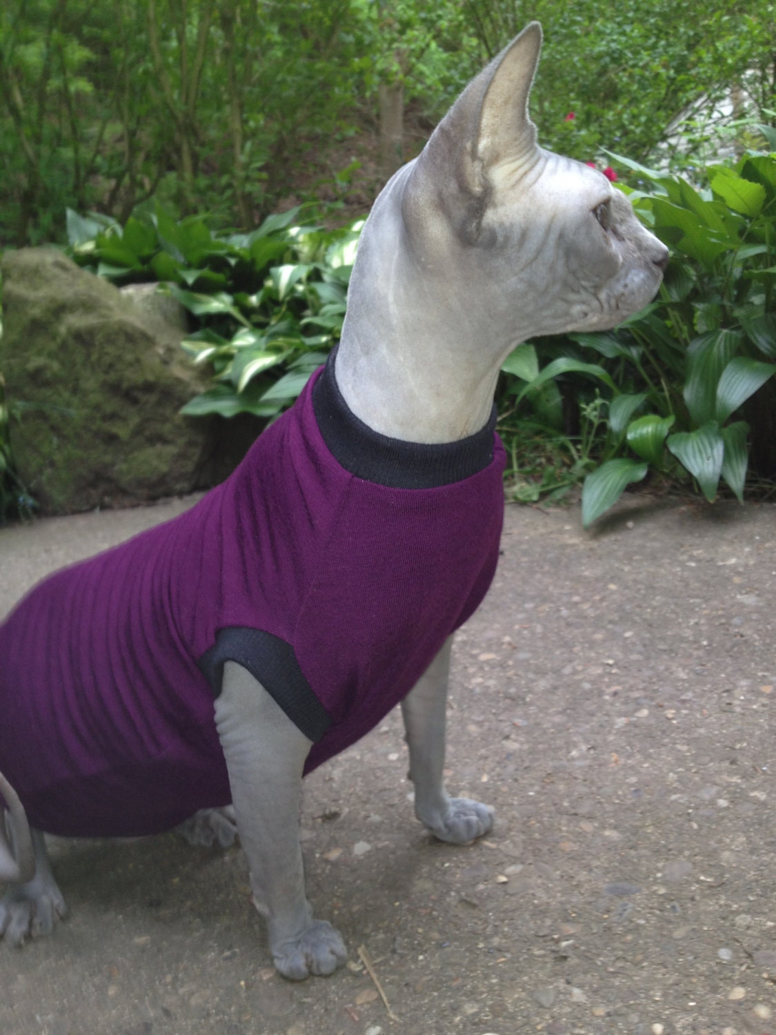 sphynx cat  Tshirt solid color or patterned fabric