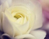 Ranunculus 8 x 12 Digital Print