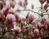 Magnolia Meeting 8 x 12 Digital Print