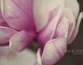 Magnolia I 8 x 12 Digital Print