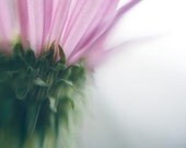 Echinacea Pink 8x12 digital print