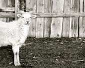 Rustic Ranch Sheep Black and White Art Picture 8x10 Metallic Spring Lamb photographic print