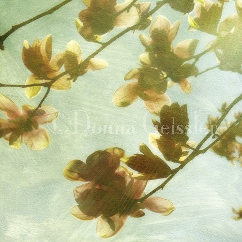 All About Charm - Magnolia flowers, floral photography, spring photography.