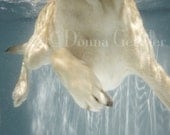 Daisy Swims Art Print - Dog photography, dogs underwater, lab swimming in baby blue water. Gift for any pet lover.