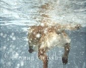 Leo Swims Art Print- Dog photography, dogs underwater, Labrador retrievers, yellow labs, swimming, dog lover, dogs swimming.
