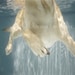 Daisy Swims Art Print - Dog photography, dogs underwater, lab swimming in baby blue water. Gift for any pet lover.