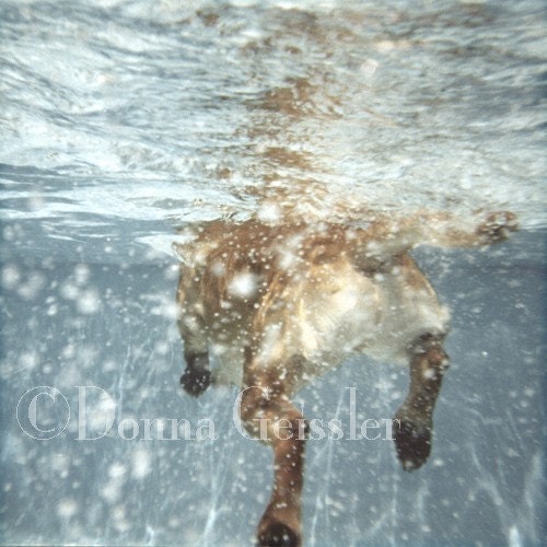 Leo Swims Art Print- Dog photography, dogs underwater, Labrador retrievers, yellow labs, swimming, dog lover, dogs swimming.