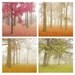 Misty Morning in Pink - 8x8 Art Print.  Landscape photography. Fog and trees, misty autumn morning, pink and honeysuckle leaves.