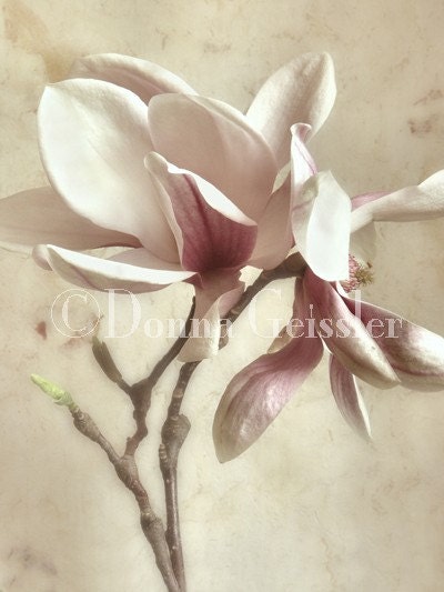 Pink Magnolias I - Art Print 8x10
