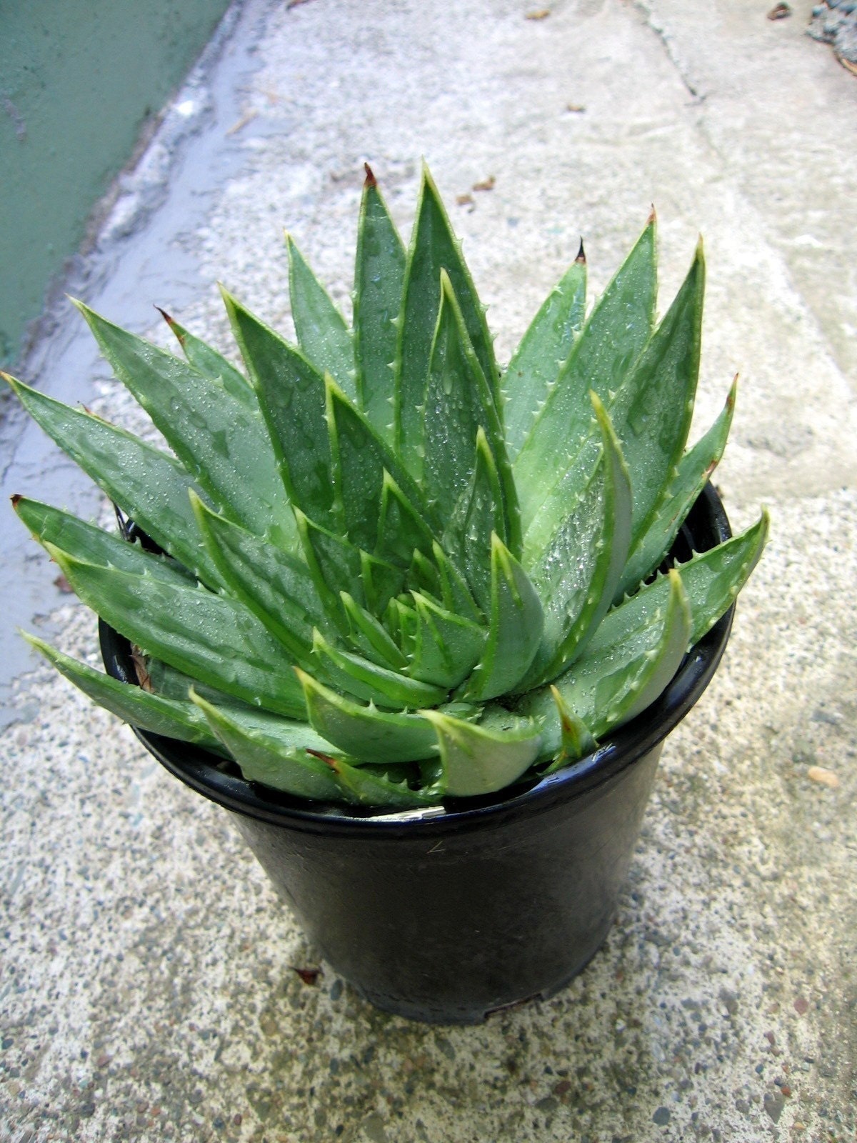 Aloe polyphylla-                 SPIRAL ALOE
