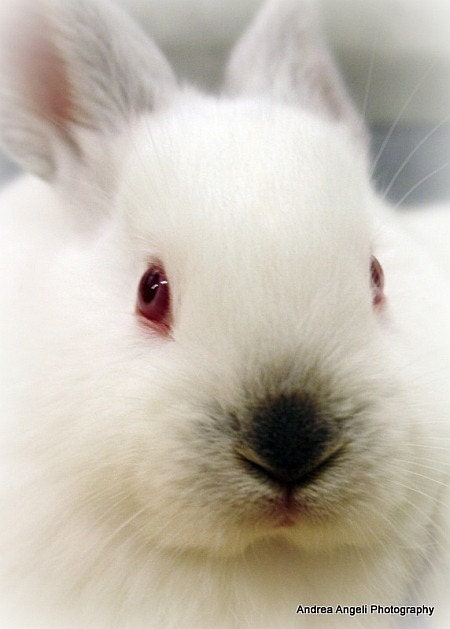 White bunny. Matted photo