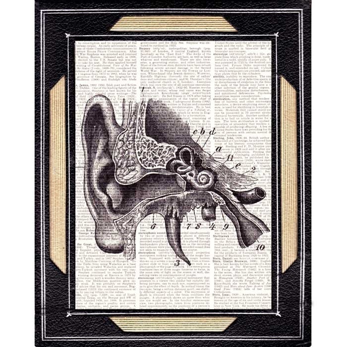 EAR ANATOMY anatomical human ear human anatomy medical science wall art decor book page art print dictionary art print black white 8x10