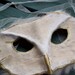 Barn Owl Mask