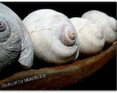 Moon Shells - 8x10 Fine Art Photo Print - Seashells on Driftwood