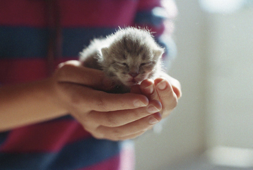 Four days. 5 x 7 kitten film photography