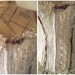 Dusky dress