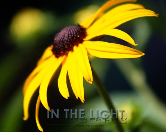 Black-Eyed Susan - 5x7 Fine Art Photo