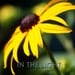 Black-Eyed Susan - 5x7 Fine Art Photo