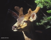 Deer Close-Up - photograph
