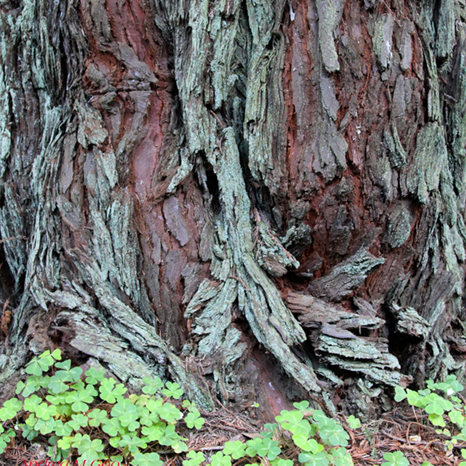 The Shamrock Tree - photograph
