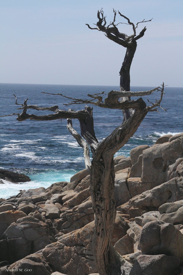 The Sentinel Tree - photograph