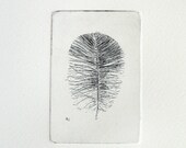 original etching of a feather
