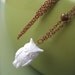 SALE - Wise Little Owl Necklace