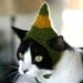 Buddy the Elf Cat Hat