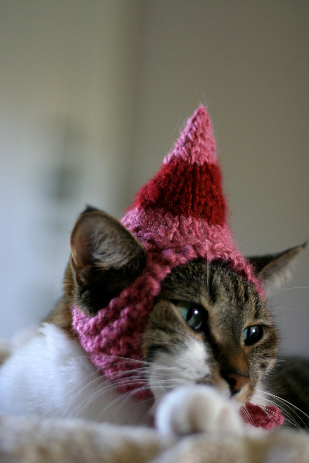 Jovie the Elf Cat Hat Christmas Pet Costume