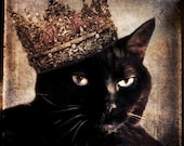 Black Cat photo Animal photography animal art gift for cat lovers 8x10 - Queen Cora II