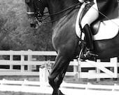 Elegance- 8X10 metallic  dressage photograph