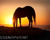 11x14 fine art horse metallic photograph