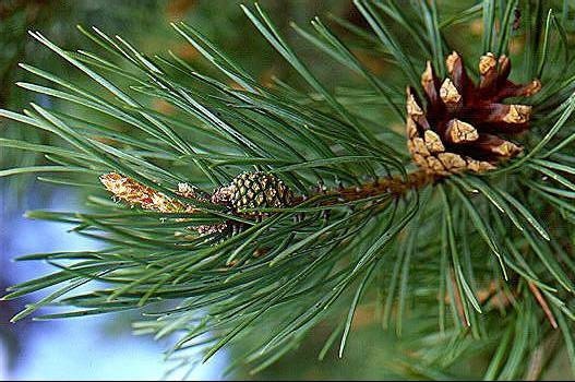 6 SCOTCH PINE TREE Melts Soy Wax Wickless Candle Tarts Highly Scented Hand Poured