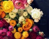 Pictures of Flowers Ranunculus Photograph Art