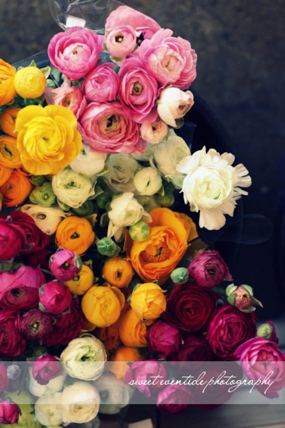 Pictures of Flowers Ranunculus Photograph Art
