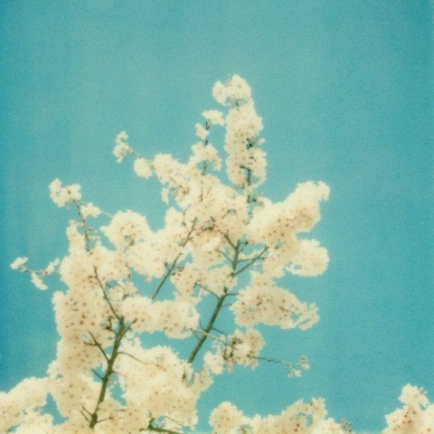 Tutu's Tree, 8x8 Polaroid, Fine Art Photograph