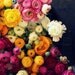 Pictures of Flowers Ranunculus Photograph Art