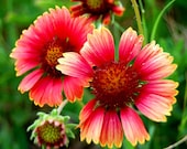 SALE - 8 x 10 Wood Mounted Light My Fire - Bright Flowers Photo - Nature Photo - Fine Art Photograph by Kelly Warren