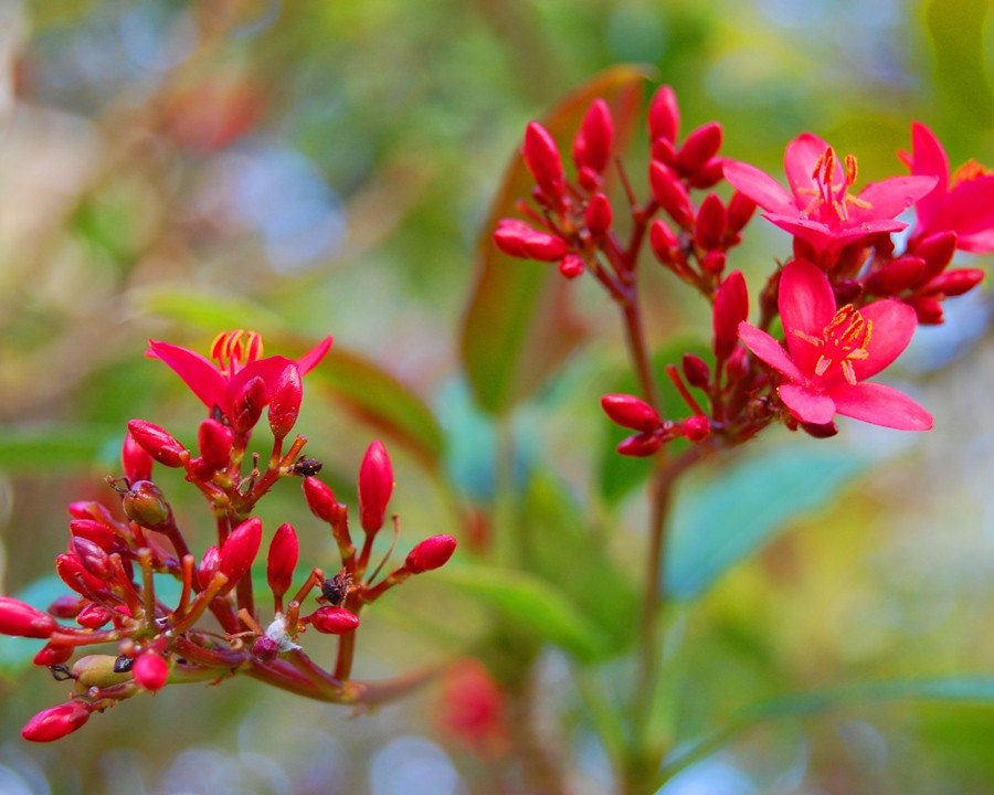 Reaching - Red Buds - Red Flowers - Red Blooming Tree - Fine Art Photograph by Kelly Warren