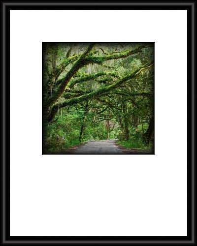 Nobody Home - Canopy Road Photo - Nature - Fine Art Photograph by Kelly Warren