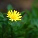 Simply Sweet - Yellow Daisy - Nature - Fine Art Photograph by Kelly Warren