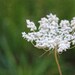 Queen Anne's Lace - White Blossoms - White Flowers on Green - Fine Art Photograph