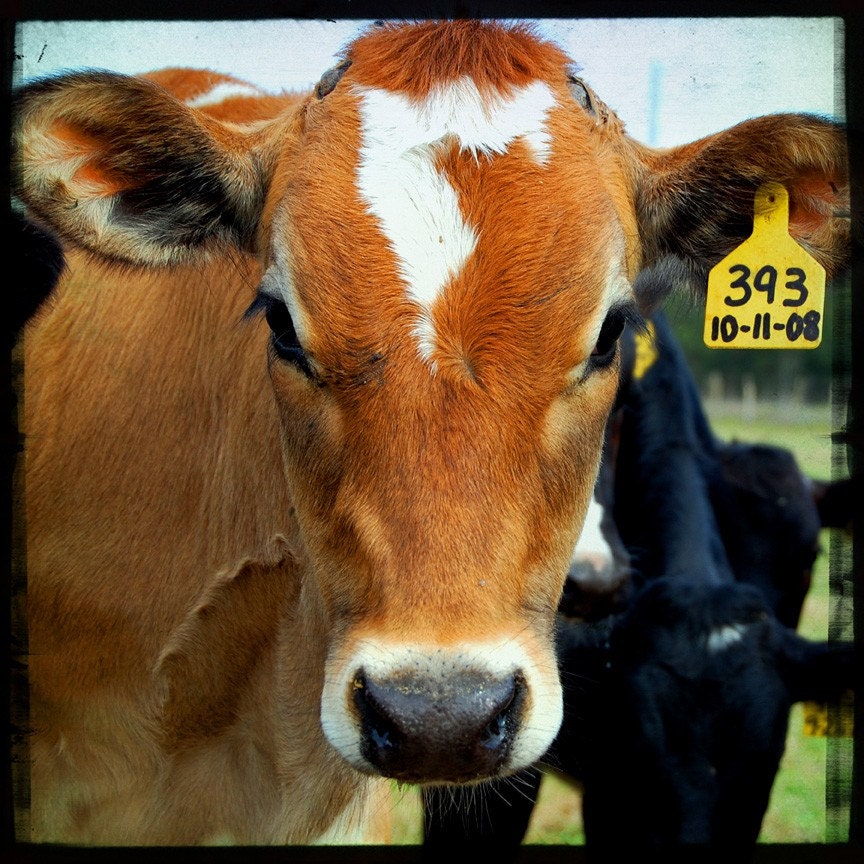 Susie - Cow Art - Cow Photo - On the Farm - Fine Art Photograph by Kelly Warren