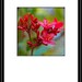 Breathe - Red Flower - Nature - Red Blossom - Fine Art Photograph by Kelly Warren