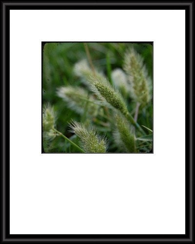 Eye of the Beholder - Seed Pod - Green Grass - Fine Art Photograph by Kelly Warren