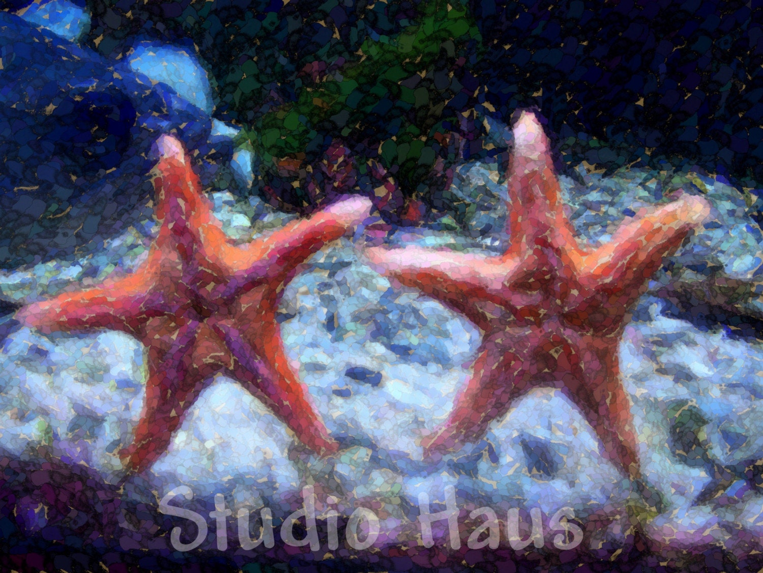 BOGO 50% off -  CYBER SALE -- Starfish Friends - 5x7 - Fine Art Photography Print