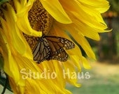 BOGO 50% off -  CYBER SALE -- Butterfly Sunflower 1 - 8x10 - Fine Art Photography Print