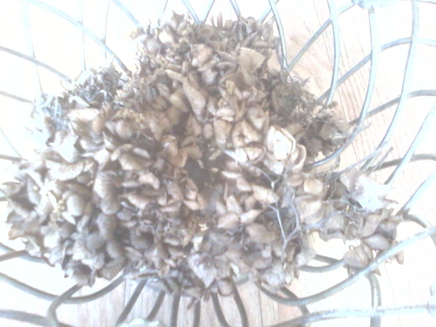 Dried Hydrangea Herb Spell / Ritual / Incense love fidelity binding hex breaking pagan witch wicca